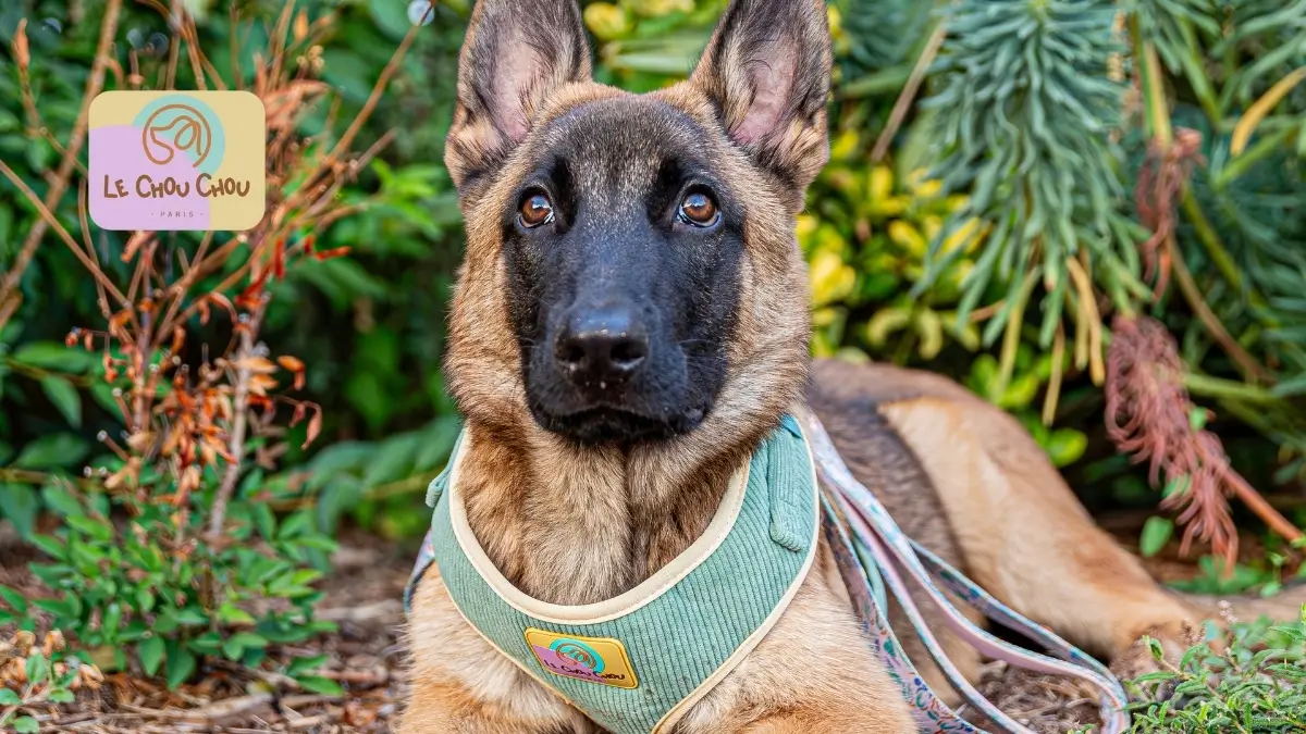 le-chouchou-autumn-dog-shedding-blog German Shepherd wearing a luxury Le ChouChou dog harness lying on the grass