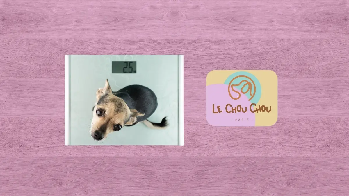 le-chouchou-paris-dog-obesity-blog Le ChouChou Paris visual featuring a small dog on a scale to illustrate healthy dog weight management