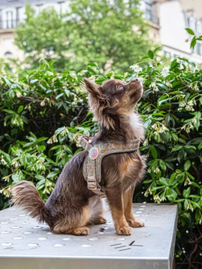 harnais-de-luxe-pour-chien-chouchou