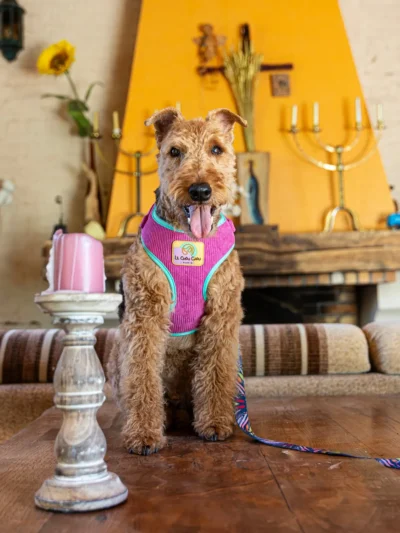 harnais-elegant-pour-chien Terrier wearing Le Petit Pink dog harness indoors – Le ChouChou Paris