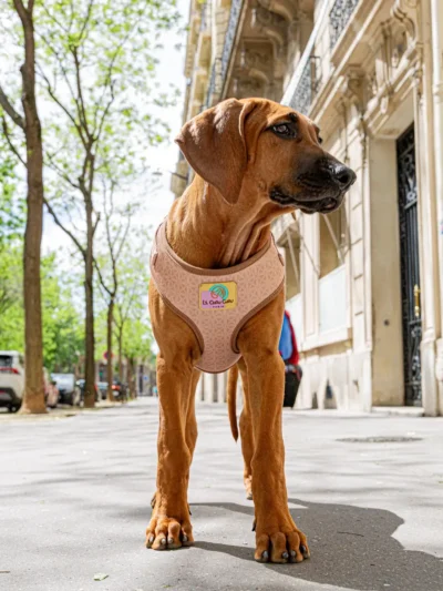harnais-en-neoprene-chien Dog wearing Château Chic dog harness walking in a Paris street – Le ChouChou Paris