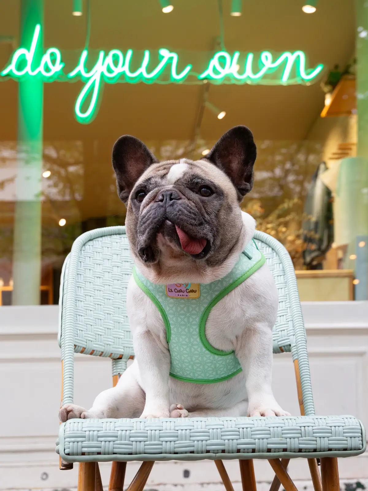 harnais-neoprene-le-chouchou-chien French bulldog wearing Émeraude Élégance harness in front of a Paris boutique – Le ChouChou Paris