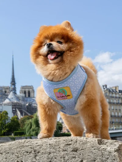 Pomeranian wearing Bleu d’Azur dog harness in front of the Eiffel Tower – Le ChouChou Paris