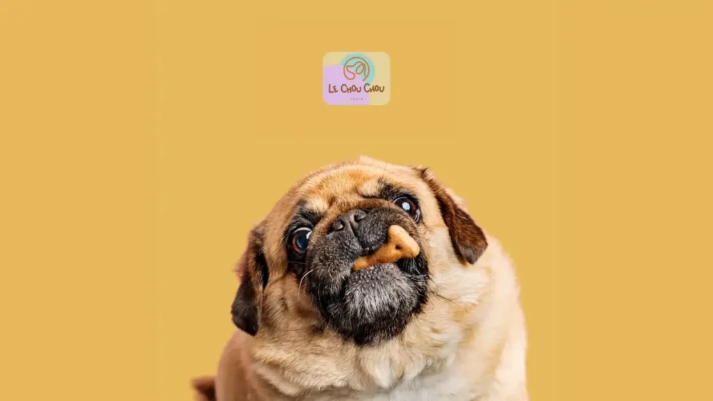 Le ChouChou Paris visual featuring a pug catching a dog treat on yellow background