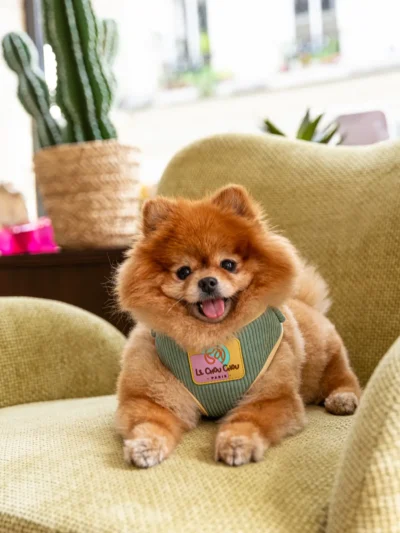 soft-corduroy-dog-harness