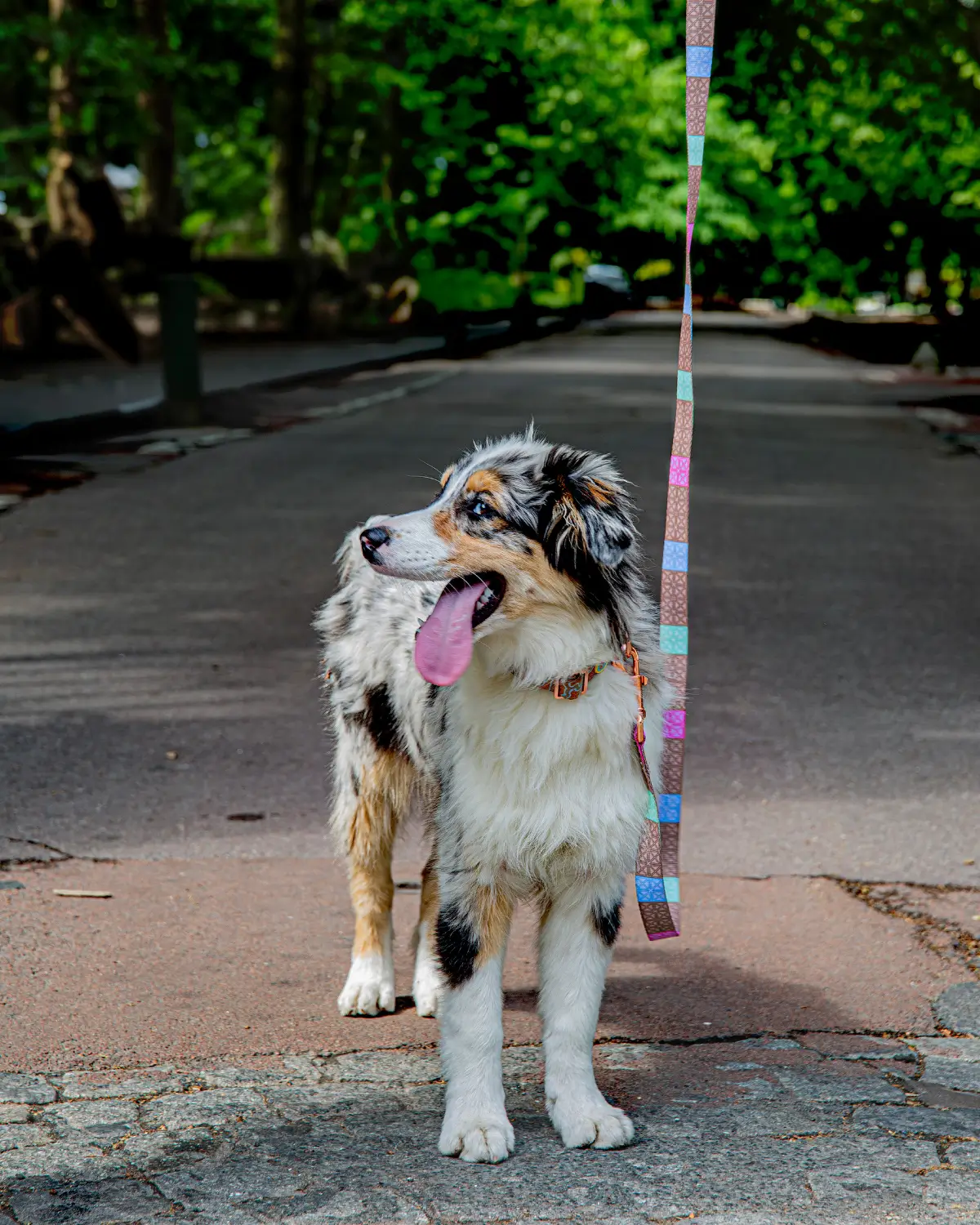 Australian Shepherd wearing a colorful Le ChouChou Paris leash standing on a tree-lined street on a sunny day.