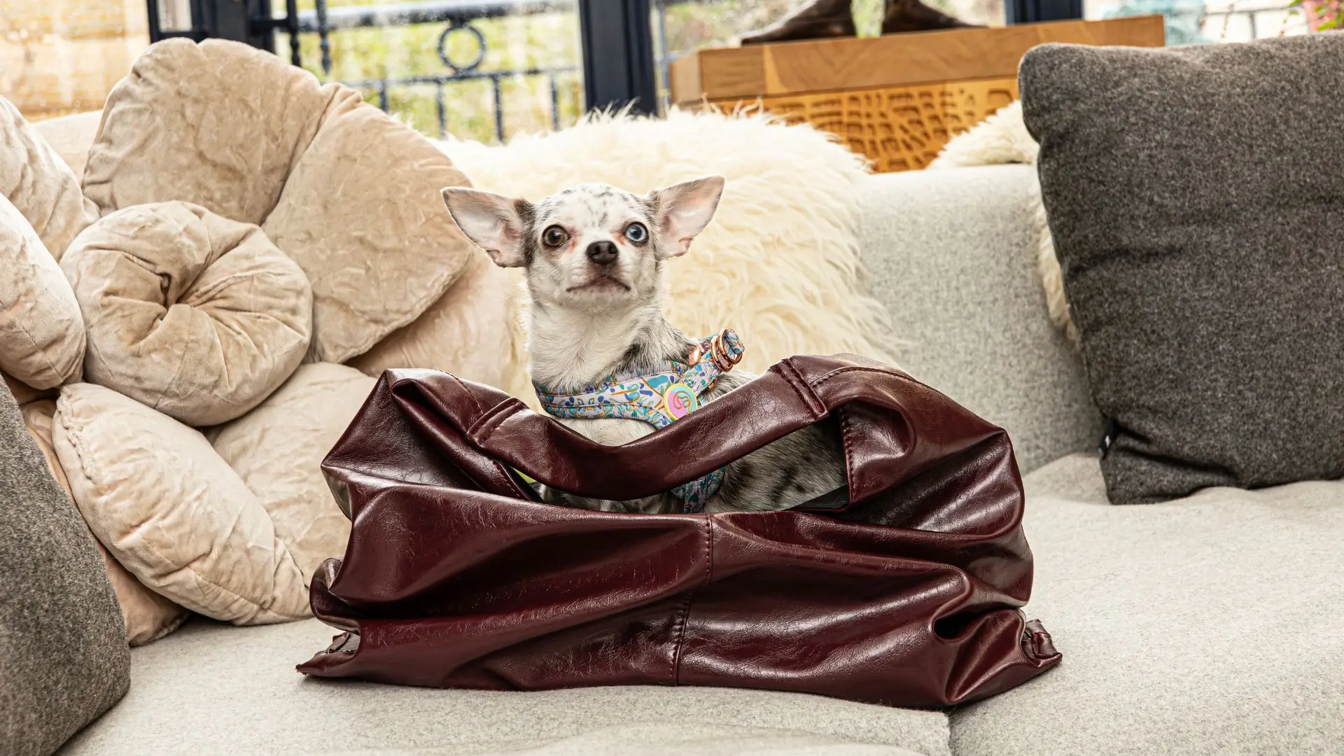 Merle Chihuahua wearing a Le ChouChou step-in dog harness sitting in a brown leather bag on a beige sofa in a chic apartment.