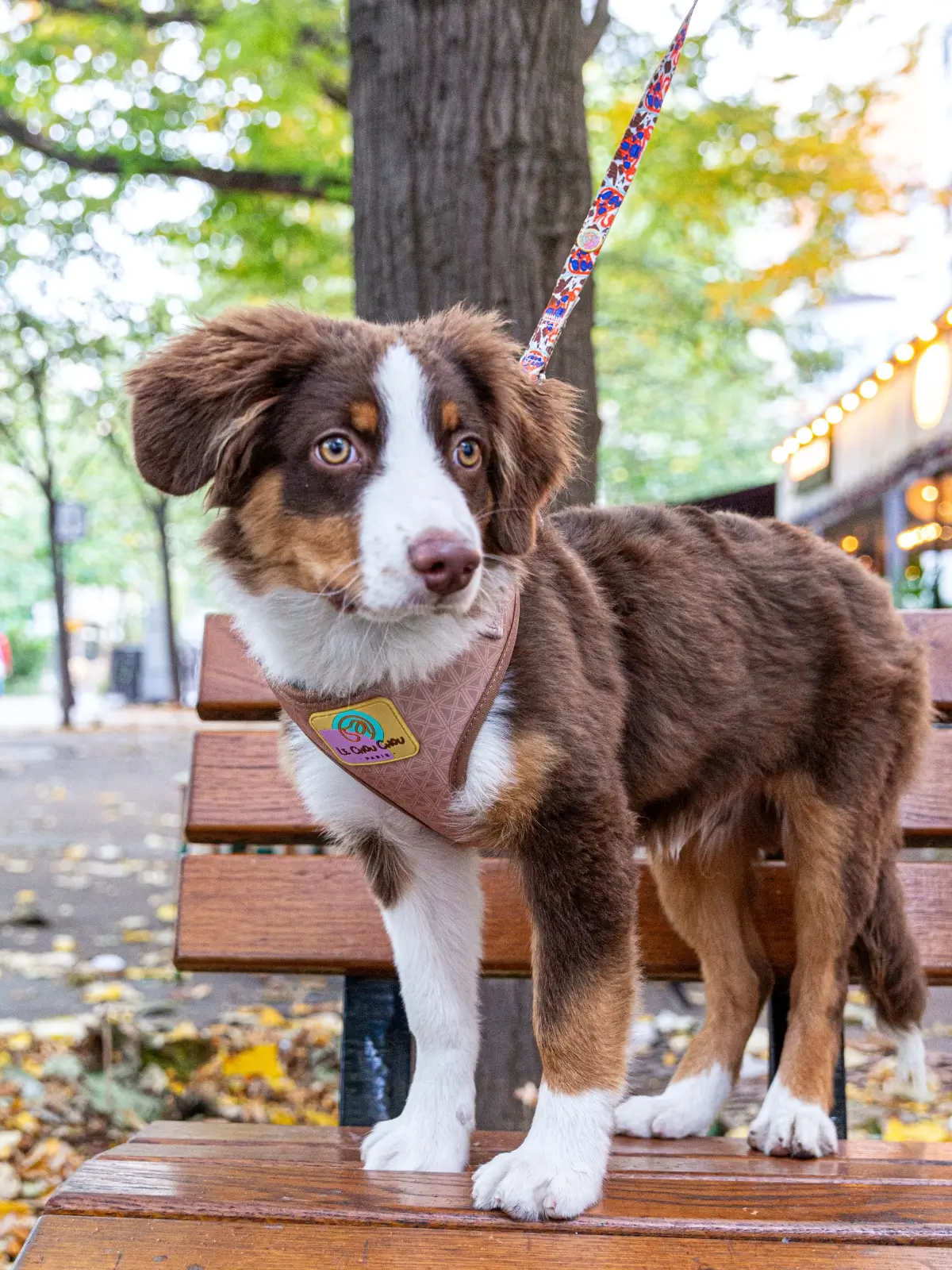 collection-exclusive-le-chouchou-paris Dog sitting on a Paris bench wearing a neoprene harness and Sienne Glow leash – Le ChouChou Paris