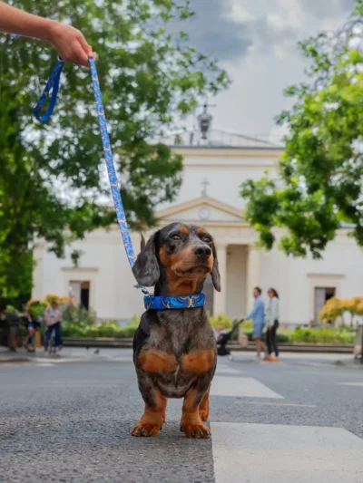 collier-de-luxe-pour-chien Dog in a Paris park wearing Aqua Mystique leash and matching collar – Le ChouChou Paris
