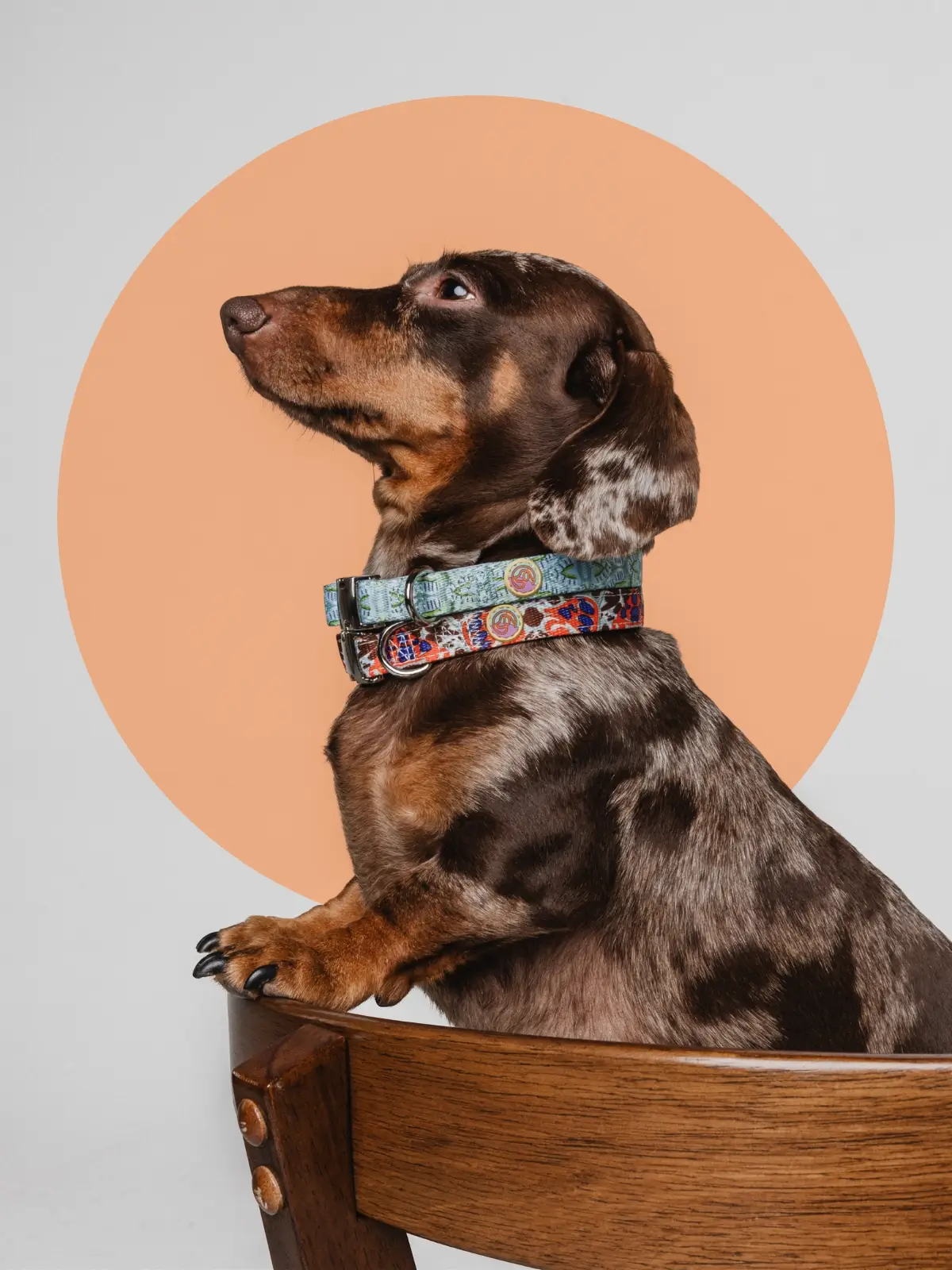 collier-premium-chien Dachshund wearing Sienne Glow dog collar in warm patterned design – Le ChouChou Paris
