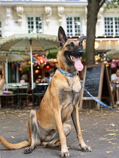 collier-premium-chien-le-chouchou