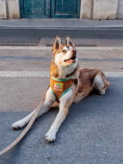 edition-limitee-le-chouchou-paris Dog resting on a Paris street wearing a Le ChouChou harness and Leafy Glacé leash