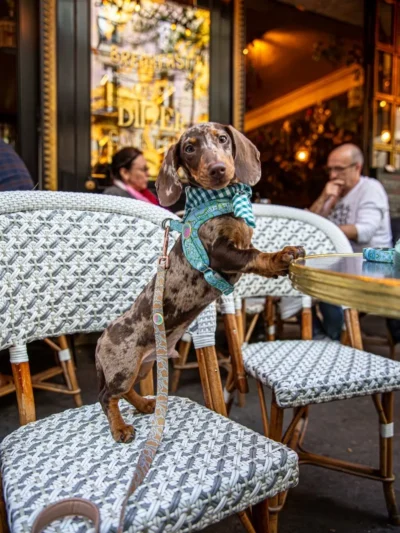 elegance-canine-paris A little dachshund sitting at a table in a Parisian café, wearing Le ChouChou dog accessories.