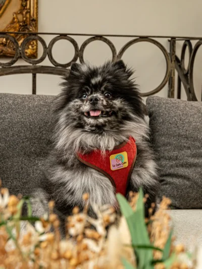 harnais-confortable-chien Black pomeranian wearing Moulin Dogue harness sitting on a sofa – Le ChouChou Paris