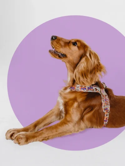 harness-by-le-chouchou