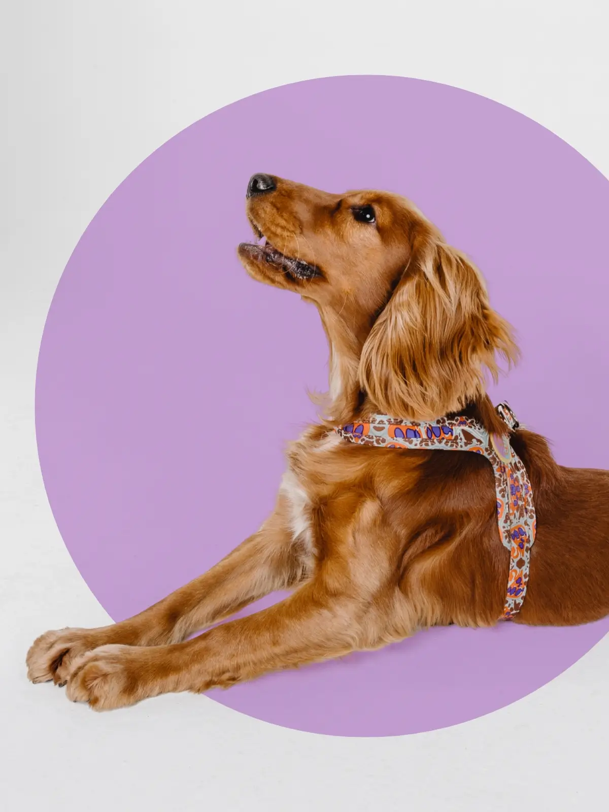 harness-by-le-chouchou Sienne Glow Step-In Dog Harness - Image 2