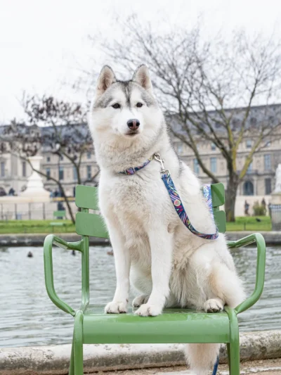laisse-assortie-au-collier-chouchou