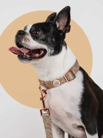 le-chouchou-dog-collar