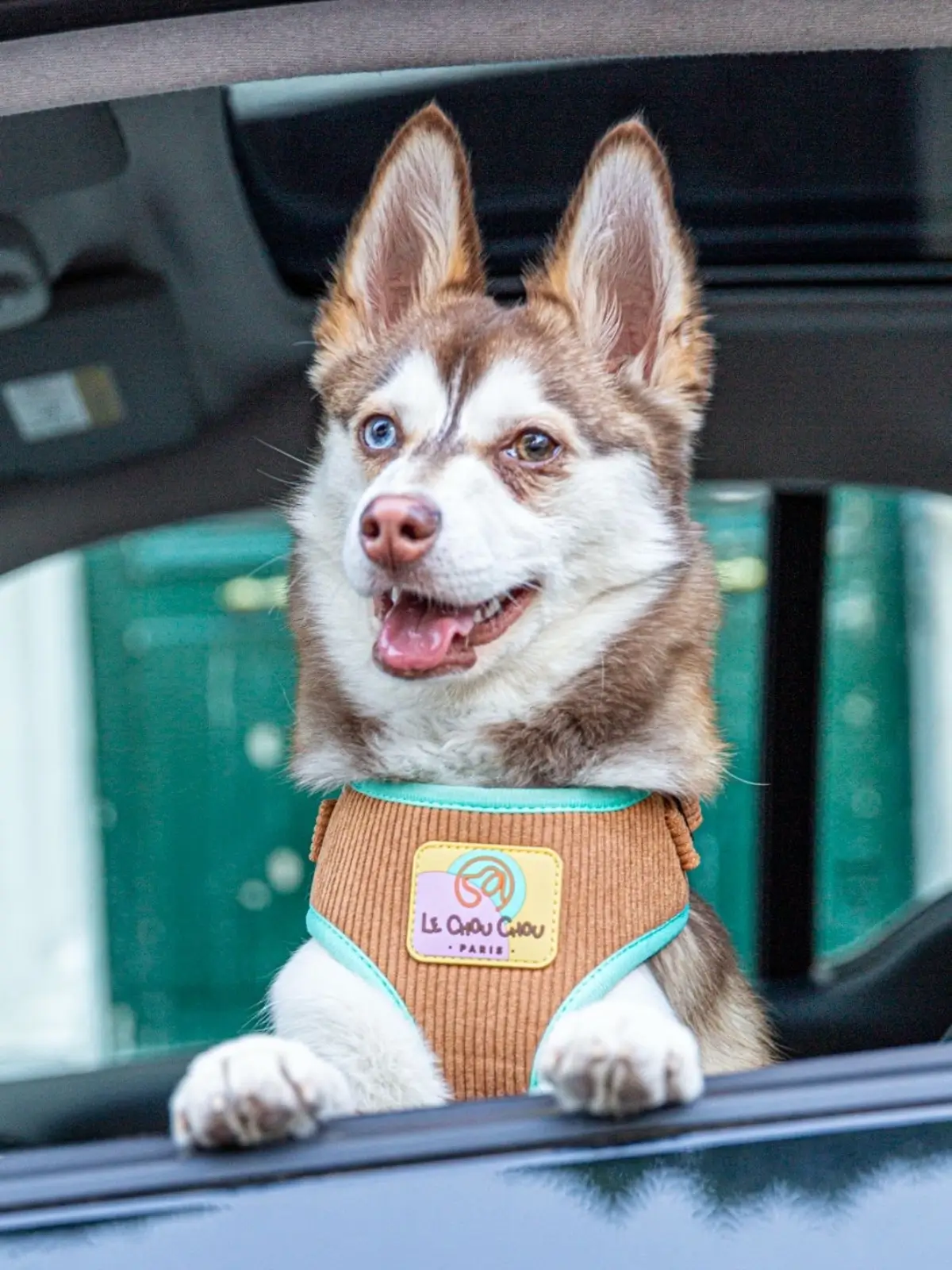 le-chouchou-harnais-premium-chien Caramel Moka Dog Harness - Image 2