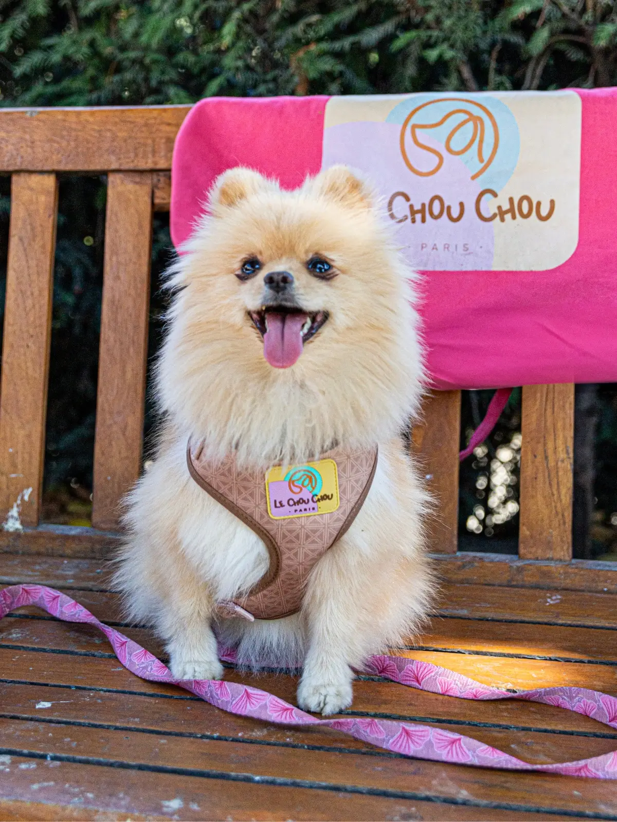 le-chouchou-laisse-elegante-chien Dog sitting on a Paris bench wearing a neoprene harness and Botanique Blush leash with Le ChouChou Paris bag behind