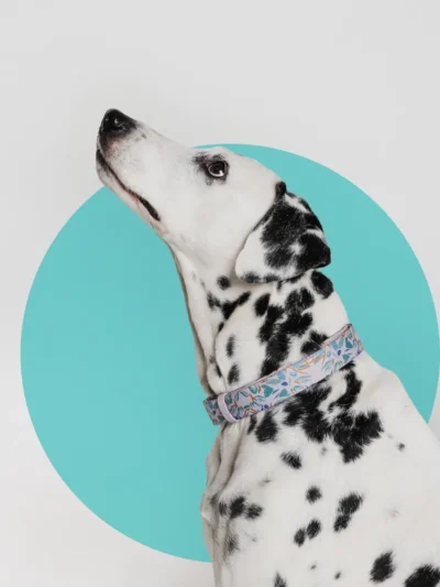 le-chouchou-luxury-collar-for-dogs
