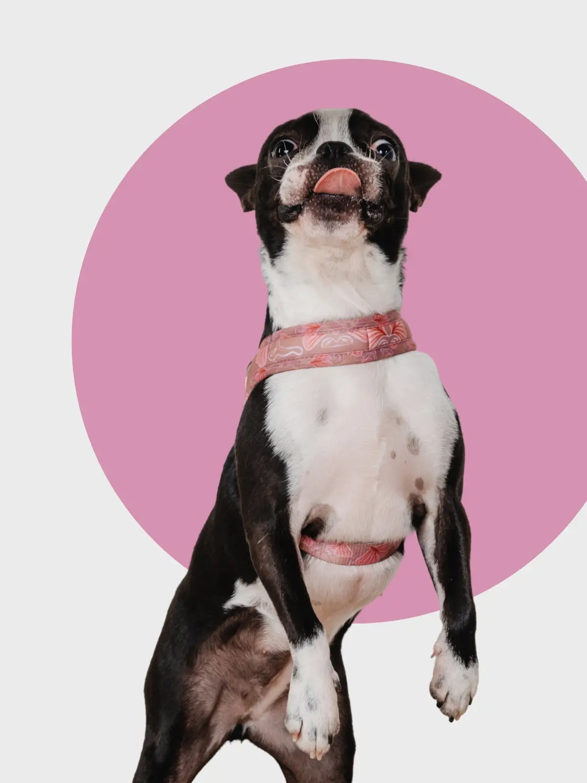 le-chouchou-paris-harnais-en-neoprene Botanique Blush Step-In Dog Harness - Image 2