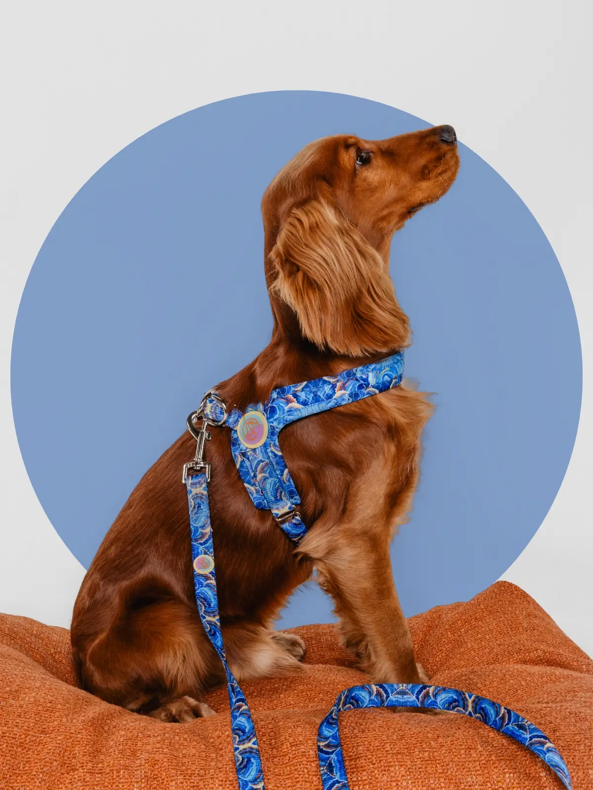 le-chouchou-paris-harnais-step-in Aqua Mystique Step-In Dog Harness - Image 2