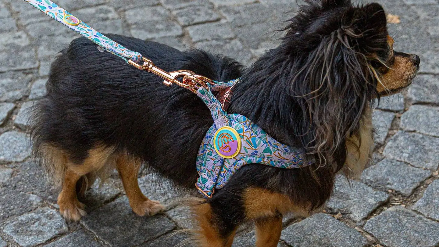 Dog in a colorful Le ChouChou Paris step-in harness looking away while standing on a stone street.