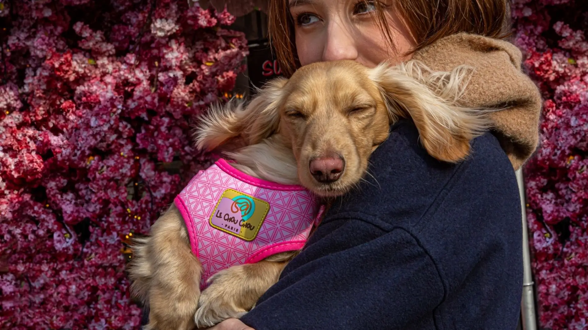 Woman holding a dog wearing a pink Le ChouChou harness in front of a wall covered with pink flowers, photographed in Paris.