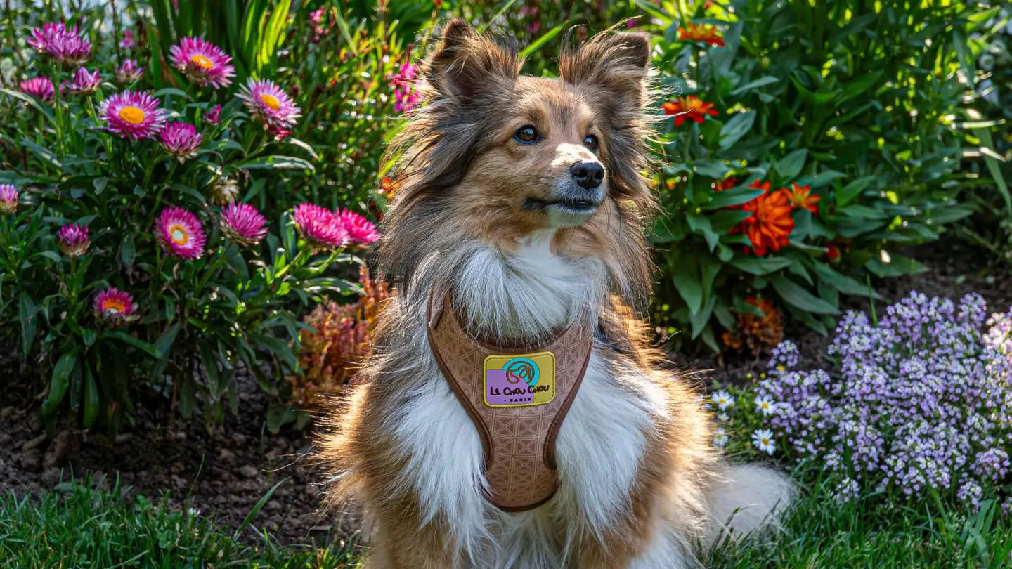 Dog in a brown Le ChouChou Paris neoprene harness posing in a sunny garden full of blooming flowers.
