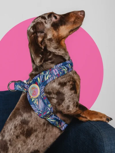 neoprene-step-in-harness-le-chouchou