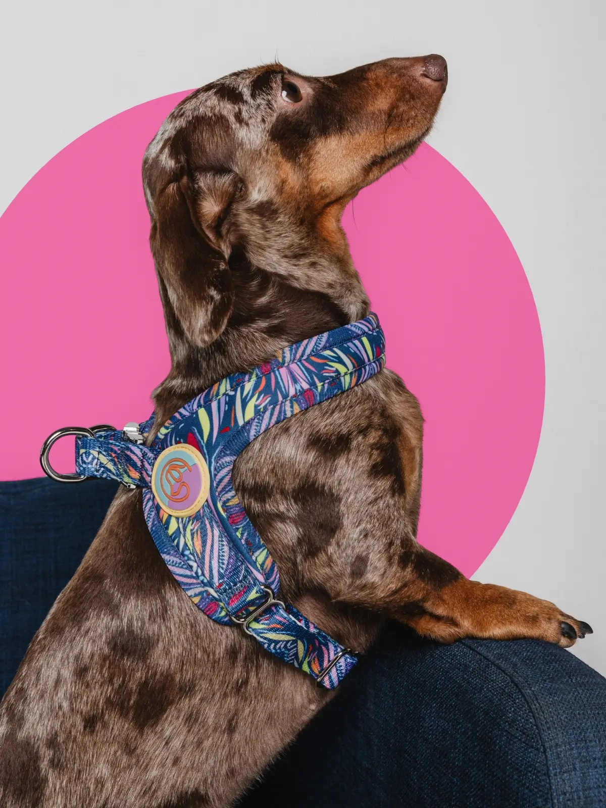 neoprene-step-in-harness-le-chouchou Océan Bijou Step-In Dog Harness - Image 2