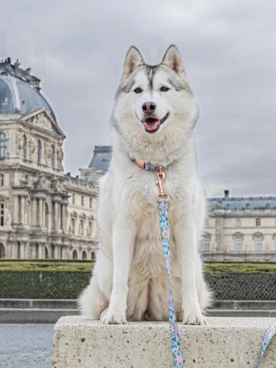parisian-dog-le-chouchou
