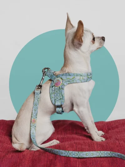 step-in-harness-le-chouchou