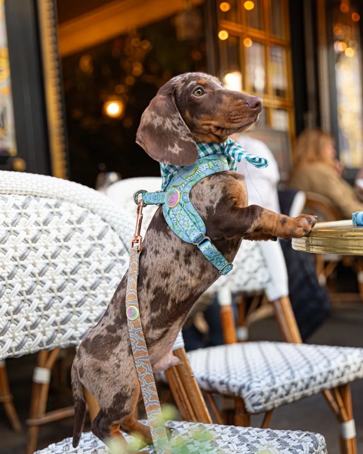 A little dachshund sitting at a table in a Parisian café, wearing Le ChouChou dog accessories.