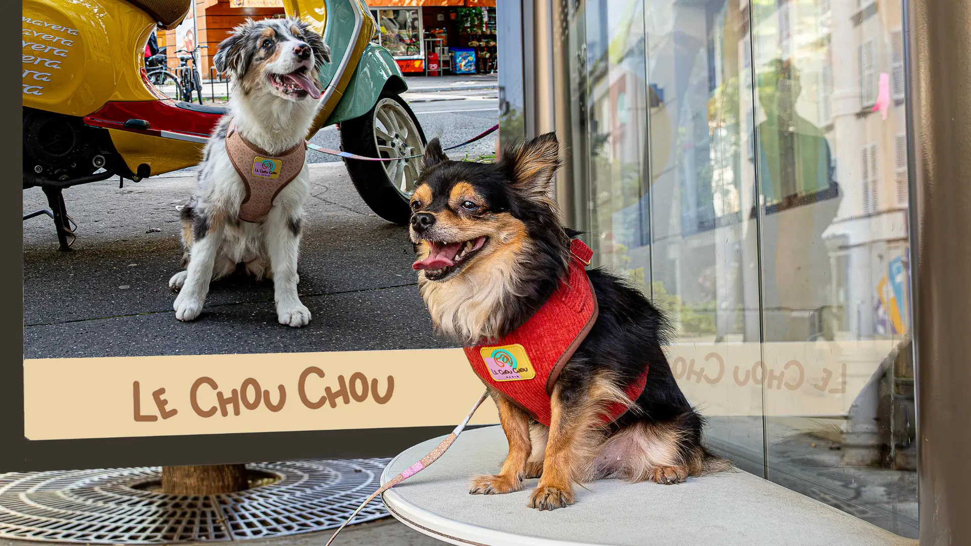 Chihuahua at a Paris bus stop wearing a luxury dog harness next to a Le ChouChou ad.