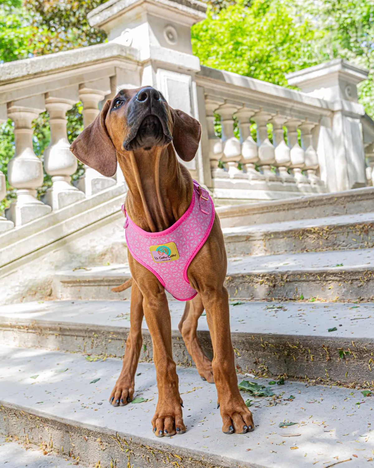 Dog wearing a pink Le ChouChou Paris neoprene harness standing on stone stairs in a sunny park.