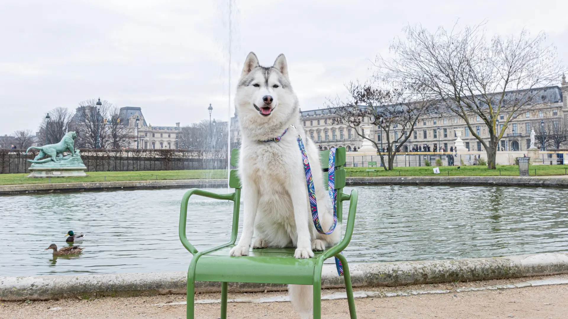 Husky with Le ChouChou Paris leash and collar by a fountain in Paris