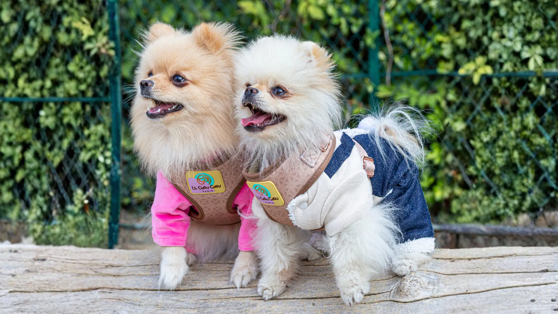Two Pomeranians wearing Le ChouChou Paris corduroy dog harnesses sitting together on a bench in a Paris dog park.