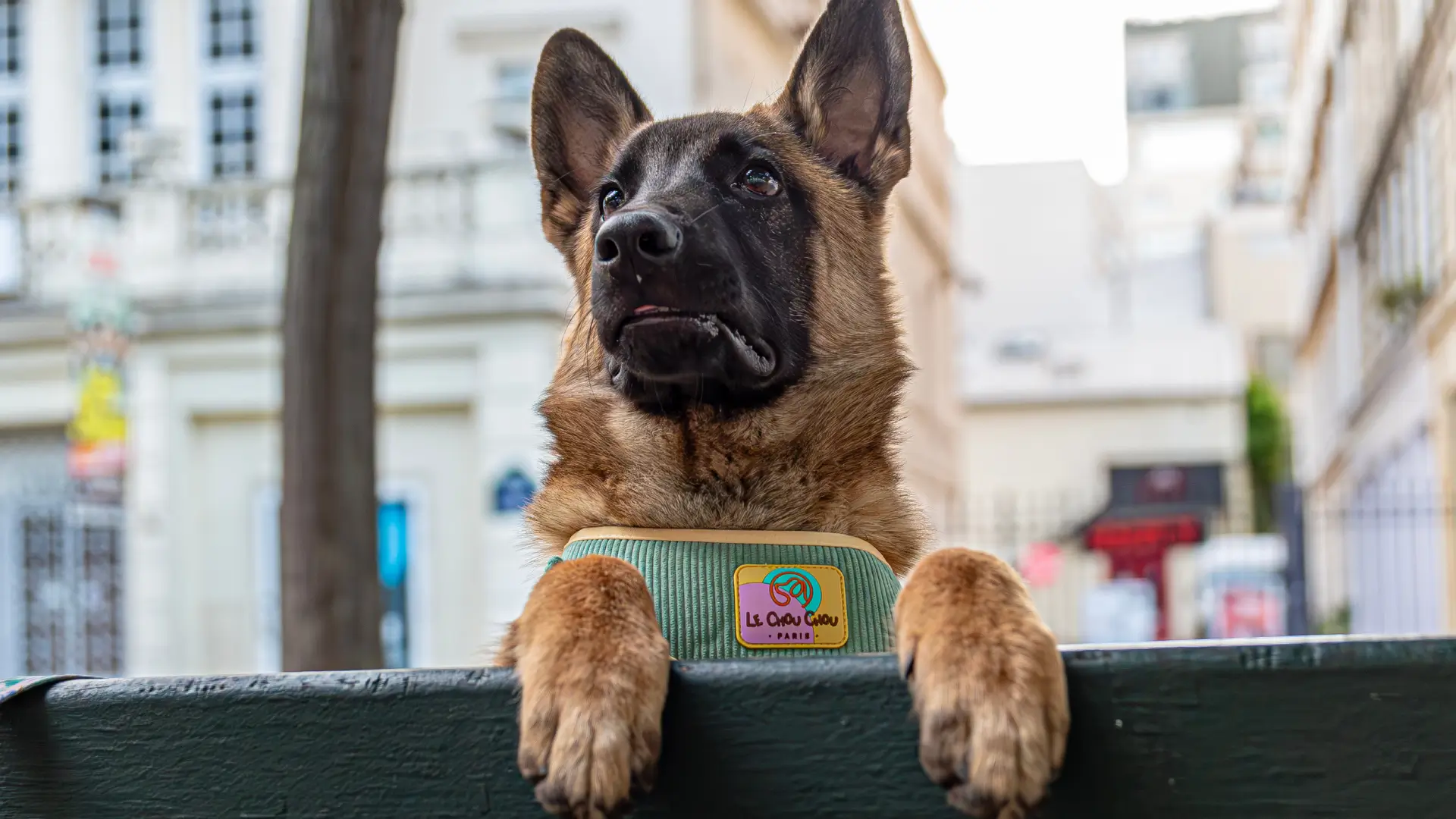 German Shepherd wearing a green Le ChouChou Paris corduroy dog harness resting on a bench in Paris.