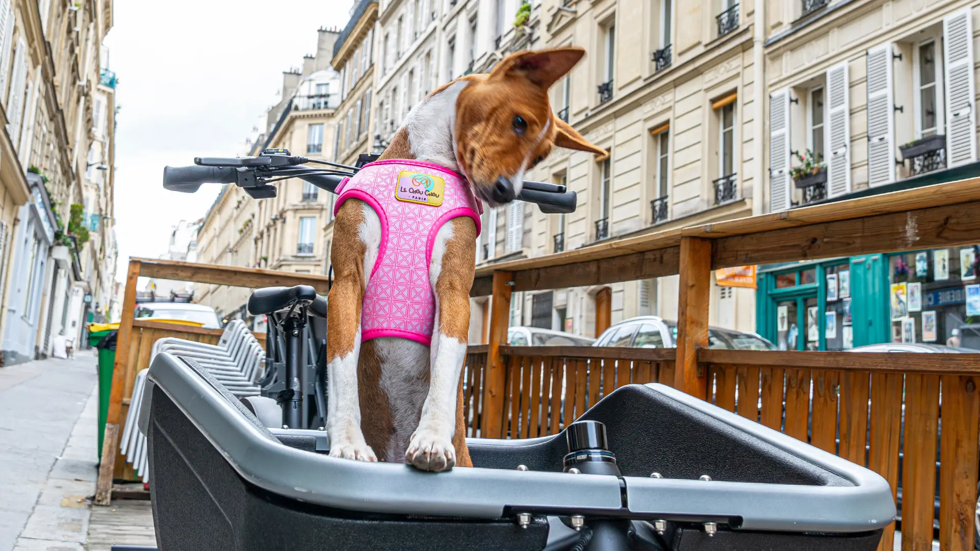 Basenji wearing a pink Le ChouChou Paris dog harness standing in a cargo bike on a Paris street.