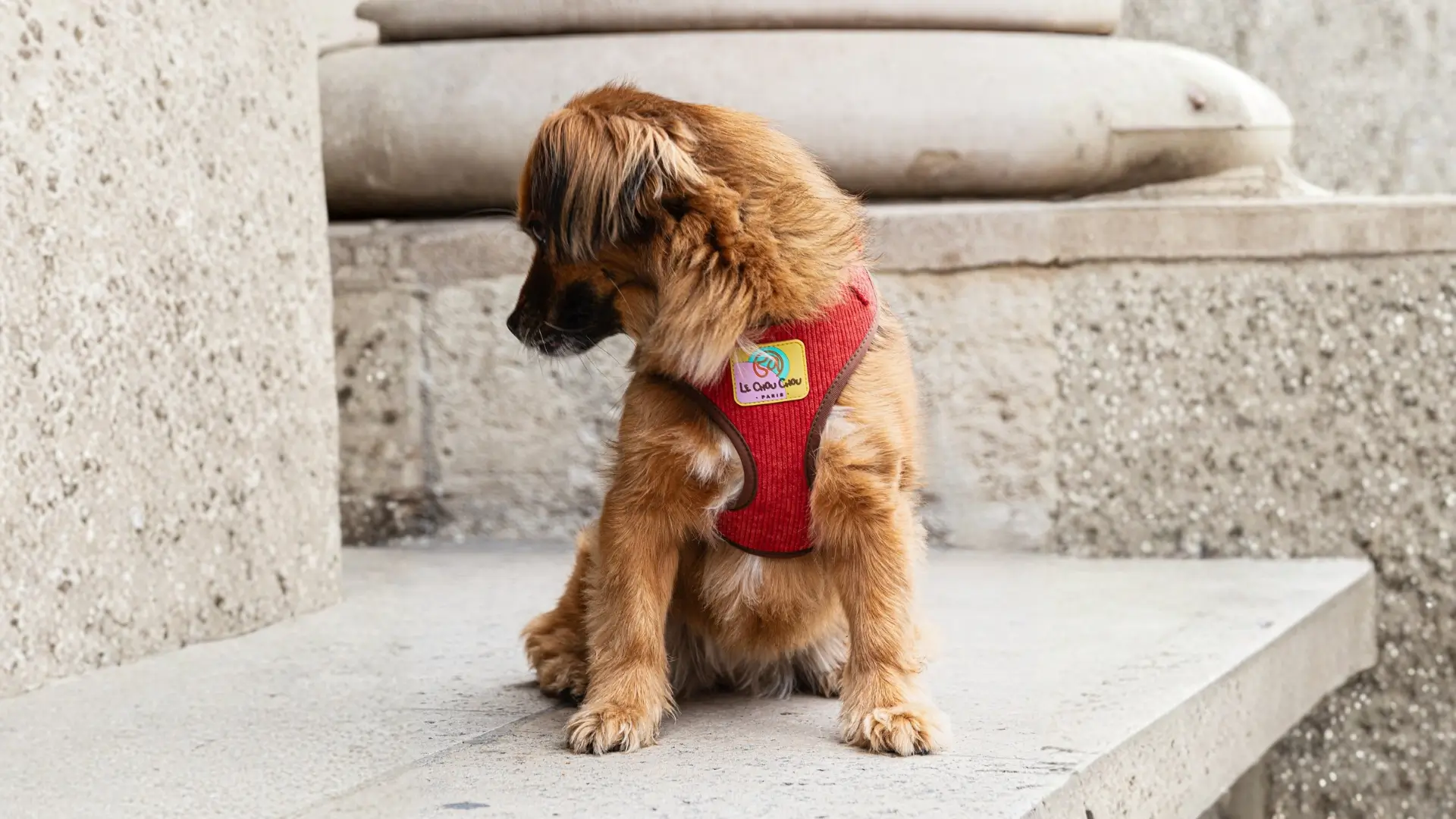 Small dog in a red corduroy Le ChouChou Paris harness, posing on Parisian stone steps