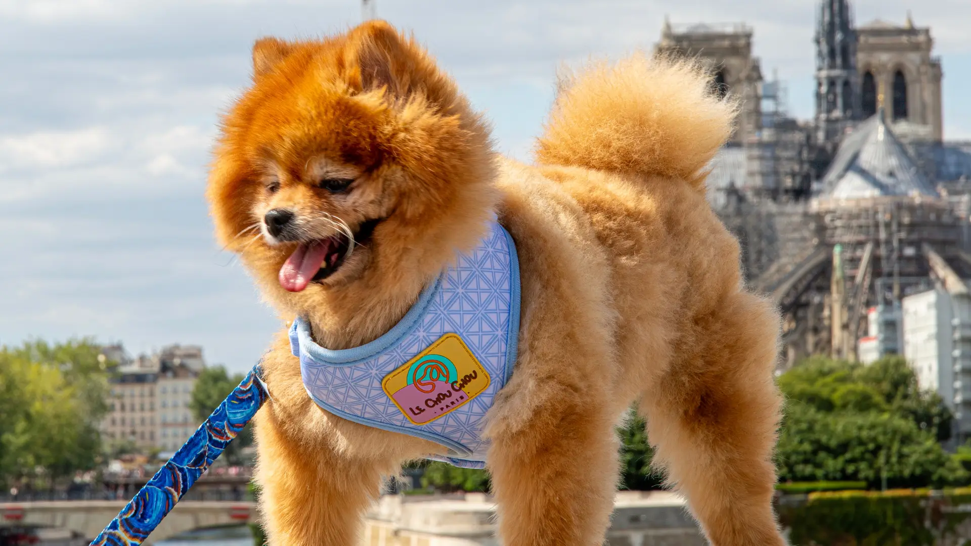 Fluffy Pomeranian wearing a blue neoprene Le ChouChou Paris luxury dog harness standing near Notre-Dame in Paris.